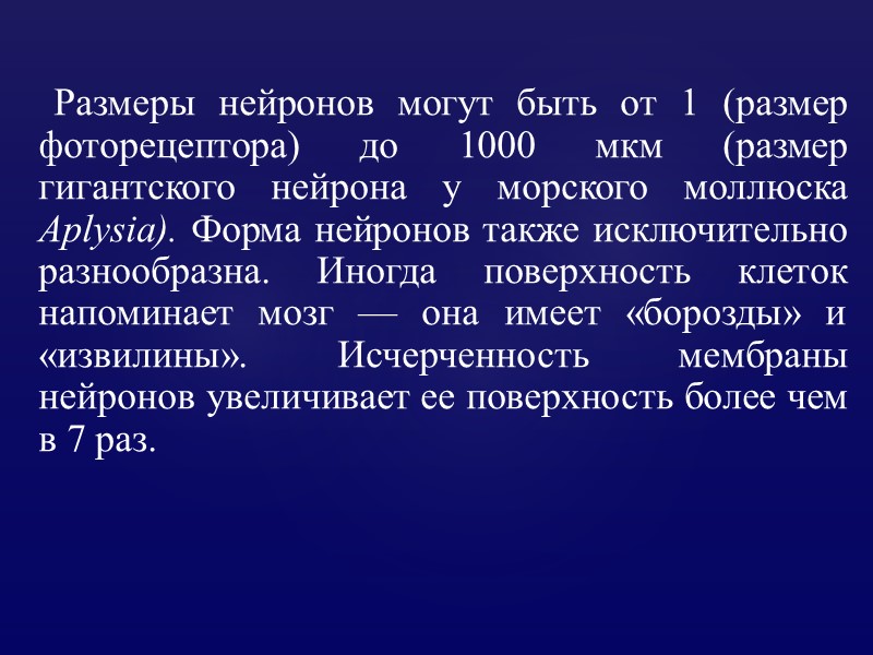 Размеры нейронов могут быть от 1 (размер фоторецептора) до 1000 мкм (размер гигантского нейрона